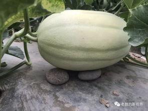 老河吃瓜,揭秘娱乐圈背后的那些事儿